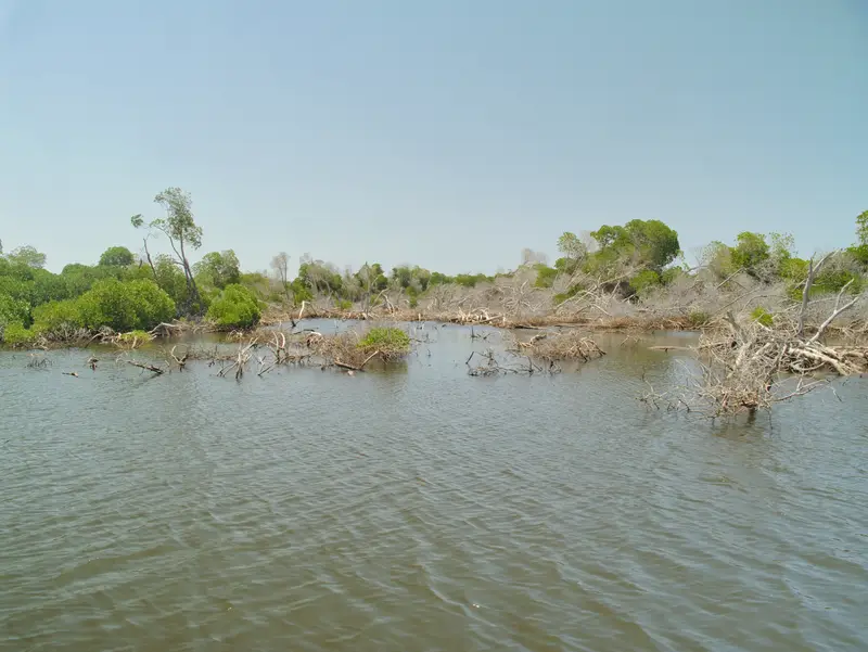 Mangrove partiellement immergée sous un ciel clair.