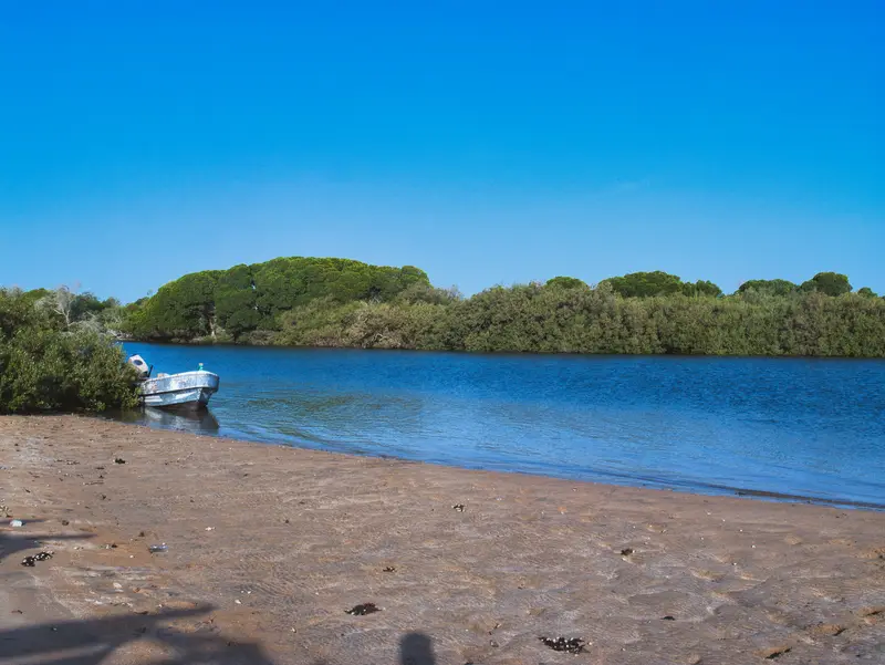 Rivage de mangrove au bord d’une eau bleue.