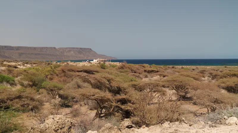 Falaise au-dessus de la mer, végétation sèche au premier plan.