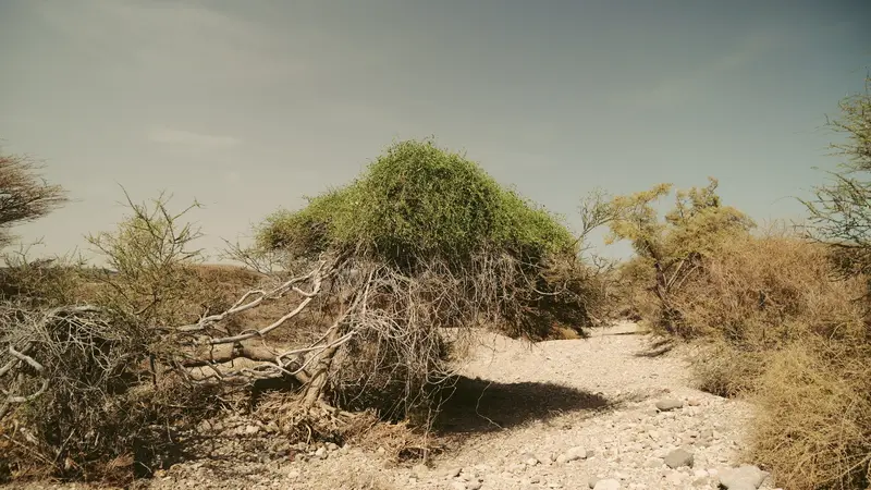 Arbuste vert au milieu d’une végétation sèche.