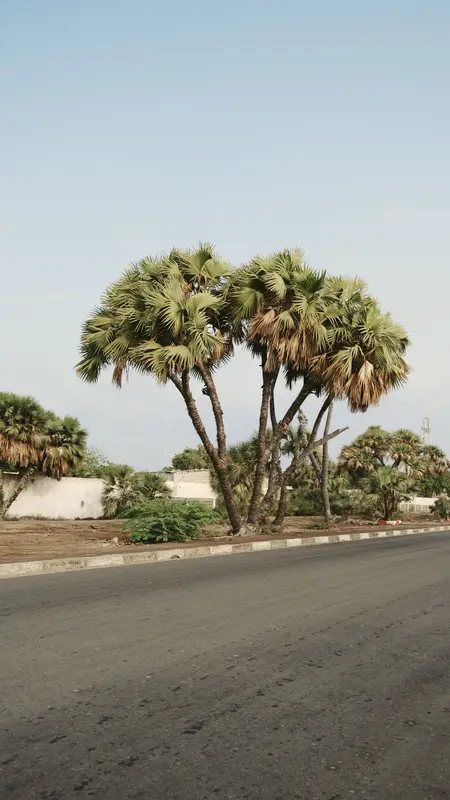 Palmier isolé au bord d’une route.